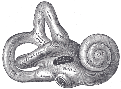 The occlusion effect explained